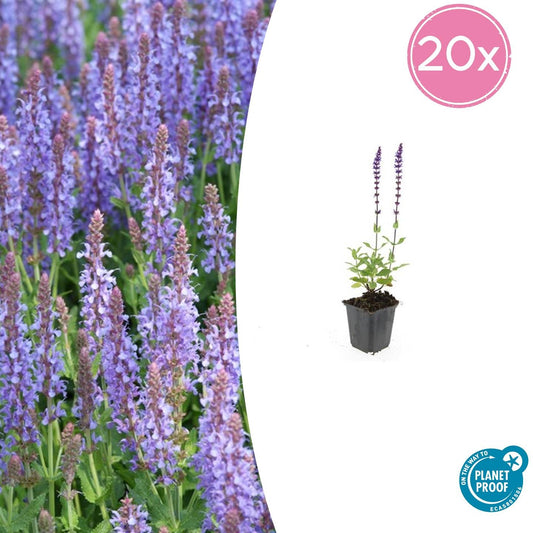 20x Salvia nem. 'Caradonna' - ↕10-25cm - Ø9cm - Pflanzfix24.de - Pflanzfix24.de
