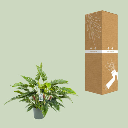 Philodendron Rambo - Ø27cm - ↕65cm bei Pflanzfix24