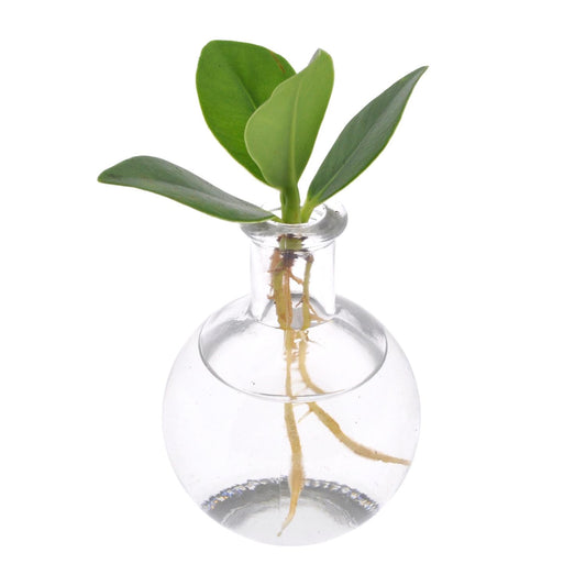 Clusia In Samoa Glas - Ø5cm - ↕10cm - Pflanzfix24.de - Pflanzfix24.de