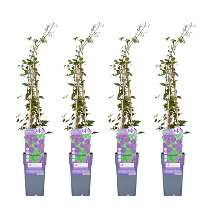 4x - Clematis Viticella 'Polish Spirit' - ↨65cm - Ø15 - Pflanzfix24