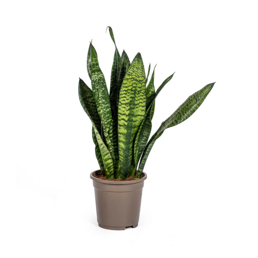Sansevieria Trifasciata Zeylanica Compacta Ø17cm - Pflanzfix24