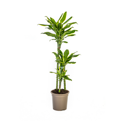 Dracaena Fragrans Golden Coast Ø21cm - Pflanzfix24