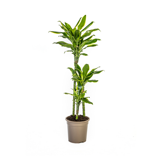 Dracaena Fragrans Golden Coast Ø21cm - Pflanzfix24