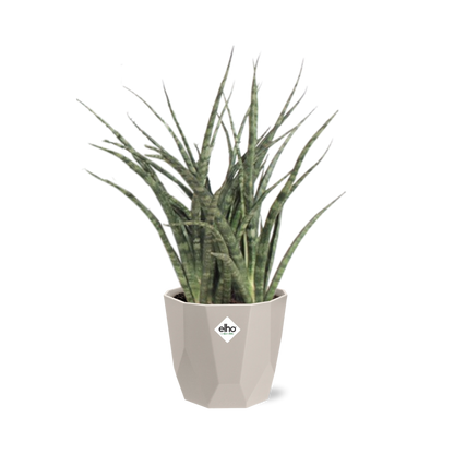 Sansevieria Fernwood Punk in ELHO b.for rock 14 cm warm grey - Pflanzfix24