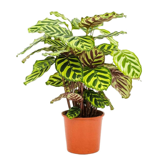 Calathea Makoyana - Ø14cm - ↕45cm - Pflanzfix24