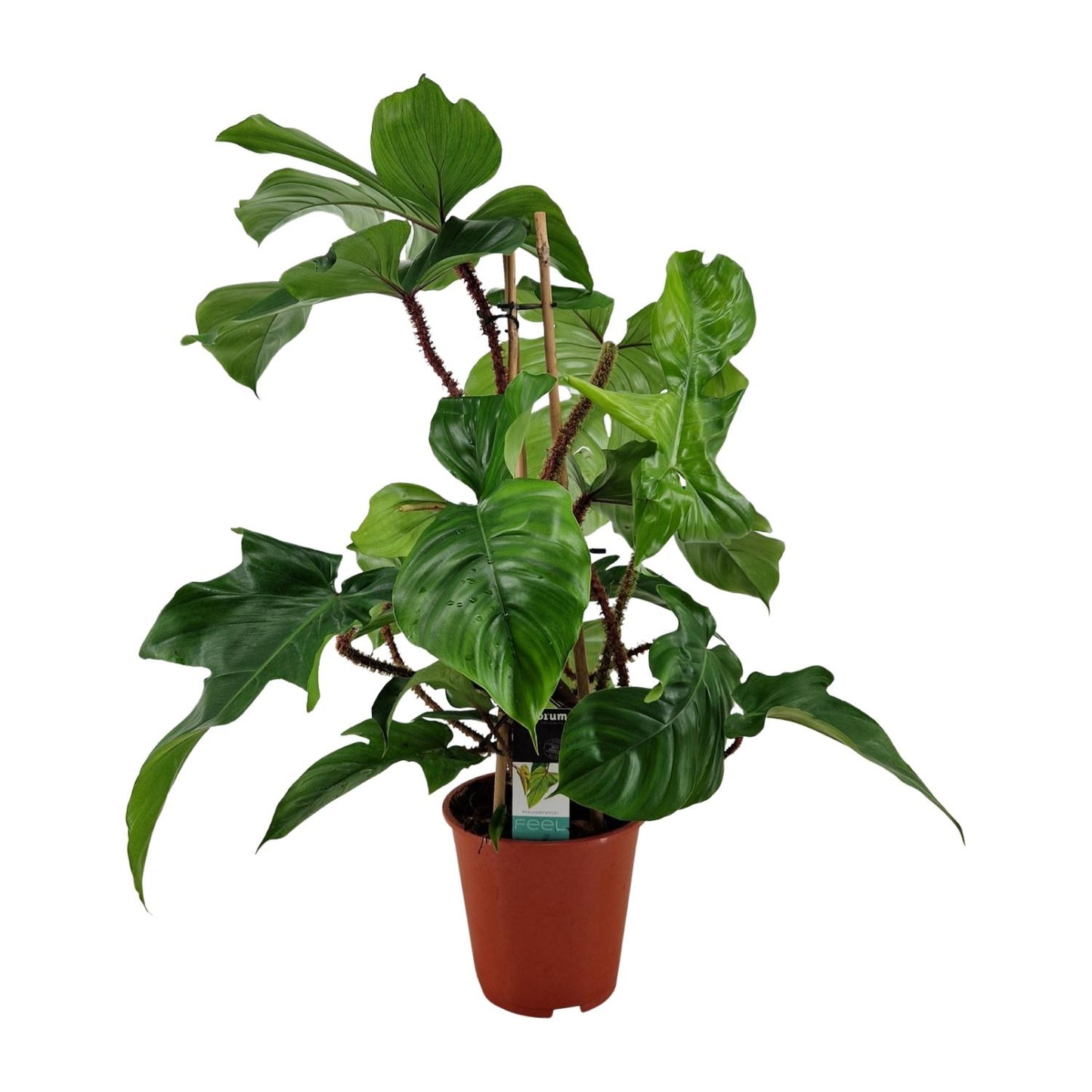 Philodendron Squamiferum - Ø19cm - ↕75cm - Pflanzfix24