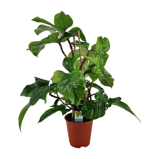 Philodendron Squamiferum - Ø19cm - ↕75cm - Pflanzfix24