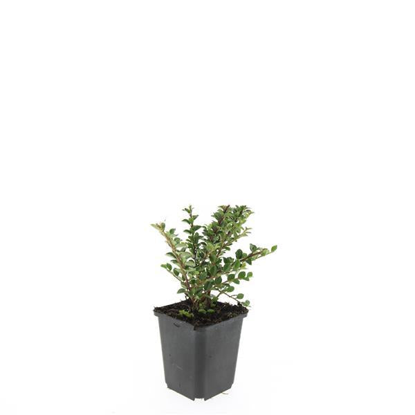 24x Cotoneaster horizontalis - ↕10-25cm - Ø9cm - Pflanzfix24