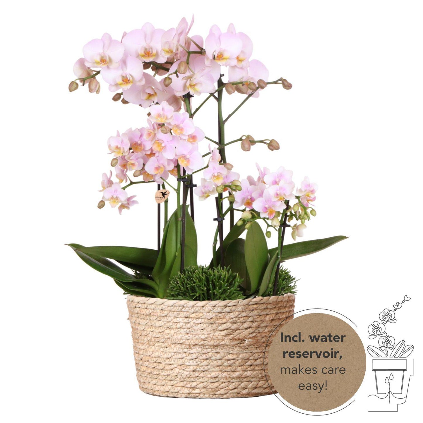 Kolibri Orchids | rosa Pflanzenset im Baumwollkorb - Pflanzfix24