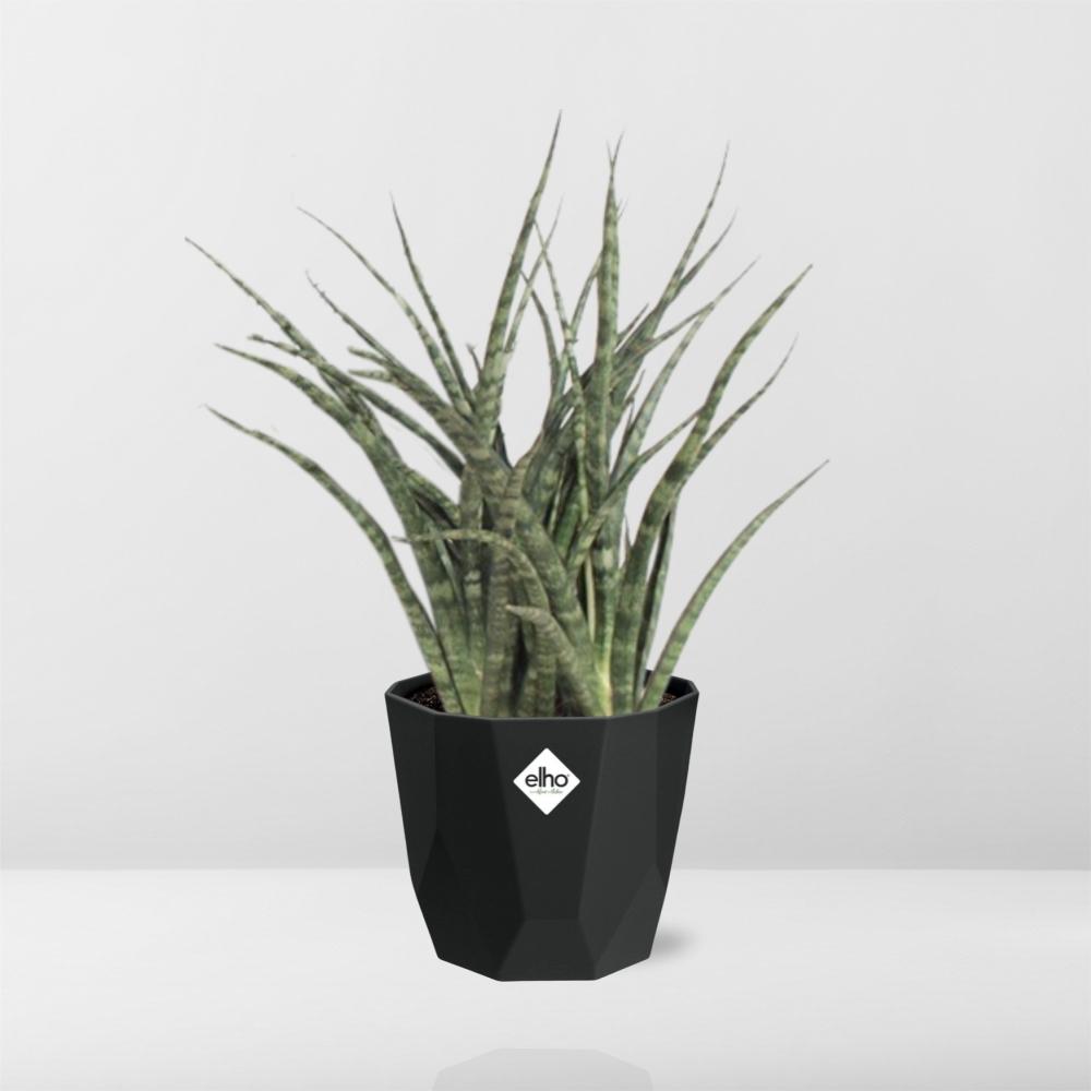 Sansevieria Fernwood Punk 14cm Pflanzfix24