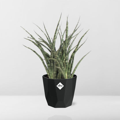 Sansevieria Fernwood Punk 14cm Pflanzfix24