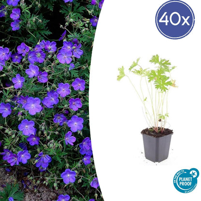 40x Geranium 'Johnson's Blue' - Pflanzfix24
