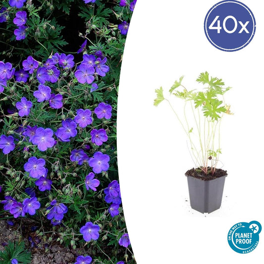 40x Geranium 'Johnson's Blue' - Pflanzfix24