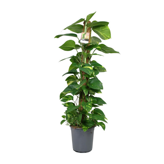 Scindapsus Epipremnum 120cm – Ø24cm Topf – Pflanzfix24.de - Pflanzfix24.de