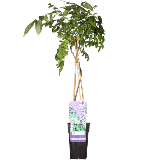Wisteria sinensis 'Prolific' Glyzinie 65cm - Kletterpflanze | Pflanzfix24.de - Pflanzfix24.de