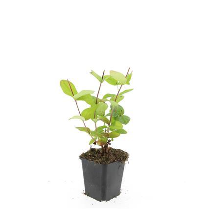 24x Hypericum inodorum 'Beauty' - ↕10-25cm - Ø9cm - Pflanzfix24