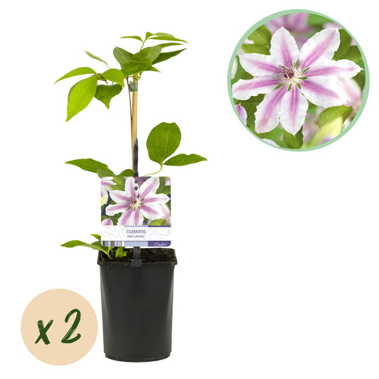 Pflanzfix24.de - Clematis Nelly Moser - 2er Set - Topf 11cm - Pflanzfix24.de