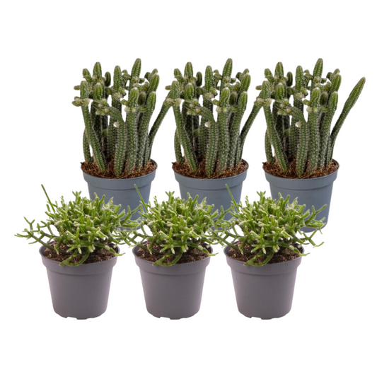 6x Rhipsalis Mix - Pflanzfix24