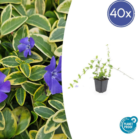 40x Vinca minor 'Blue and Gold' - Pflanzfix24.de - Pflanzfix24.de