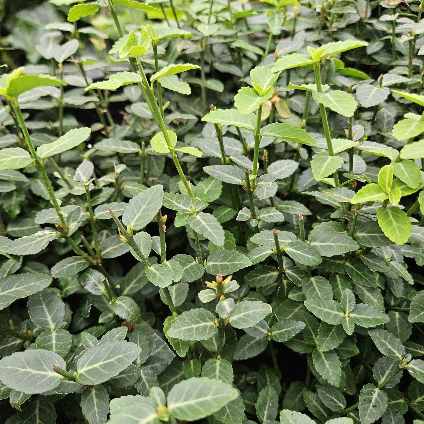 24x Euonymus fortunei radicans - Bodendeckerpflanze - 10-25cm - Pflanzfix24