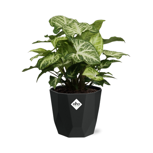 Syngonium Arrow in 14cm b.for rock living black - Pflanzfix24