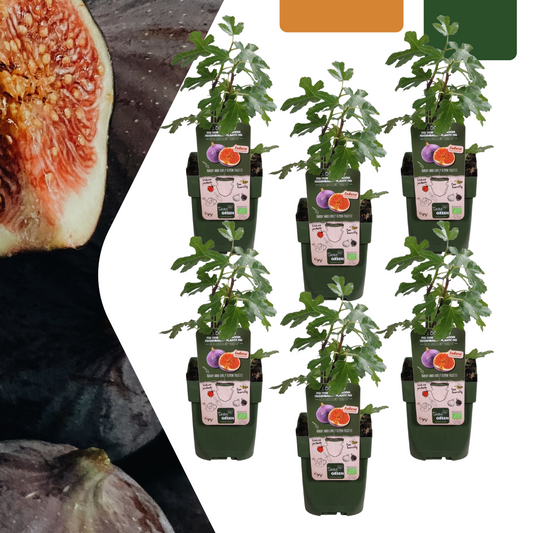 6 x Bio-Feigenbäume - Ø 13 cm - ↨ 20 cm - Pflanzfix24.de - Pflanzfix24.de