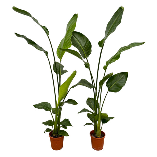 2x Strelitzia Nicolai - 130 cm - Ø17 bei Pflanzfix24.de - Pflanzfix24.de
