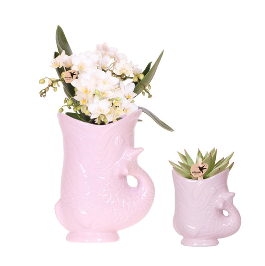 Kolibri Orchids Set - pflanzfix24