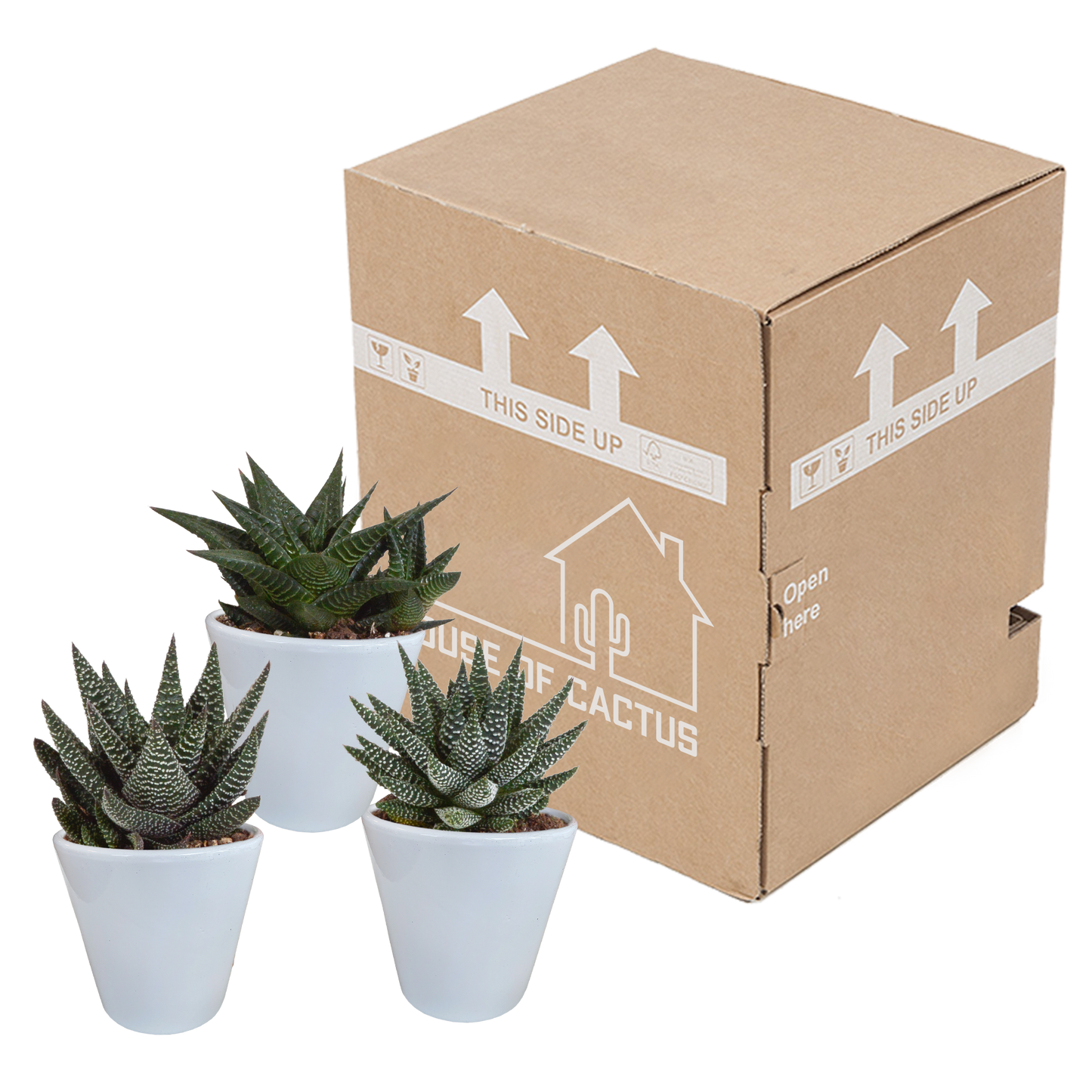 Gasteria/Haworthia-Mischung 8,5cm - 3x - in witte pot - Pflanzfix24.de - Pflanzfix24.de
