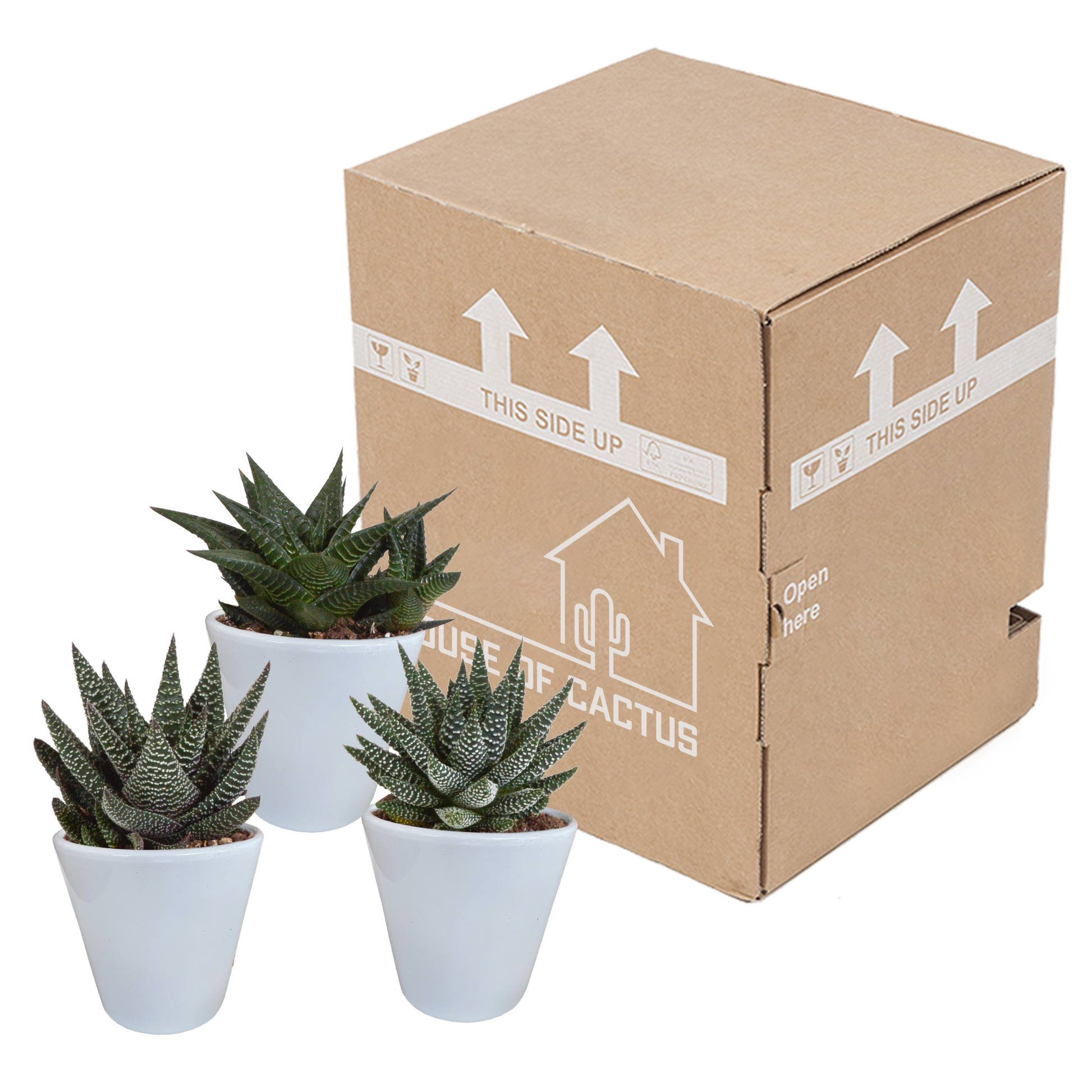 Gasteria/Haworthia-Mischung 8,5cm - 3x - in witte pot - Pflanzfix24.de - Pflanzfix24.de