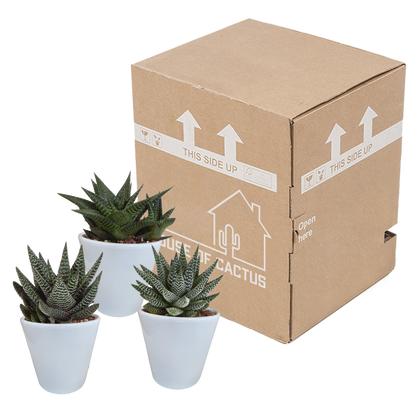 Gasteria/Haworthia-Mischung 8,5cm - 3x - in witte pot - Pflanzfix24.de - Pflanzfix24.de