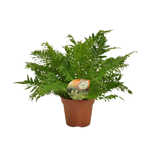 Blechnum Silver Lady - Ø17cm - ↕50cm - Pflanzfix24.de - Pflanzfix24.de