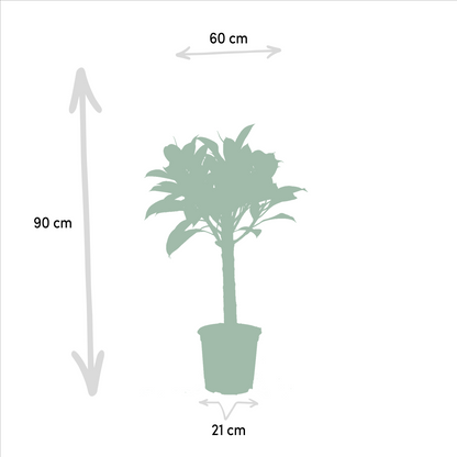 Ficus Elastica Melany + Alocasia Wentii Set - Ø21cm & Ø19cm - Pflanzfix24