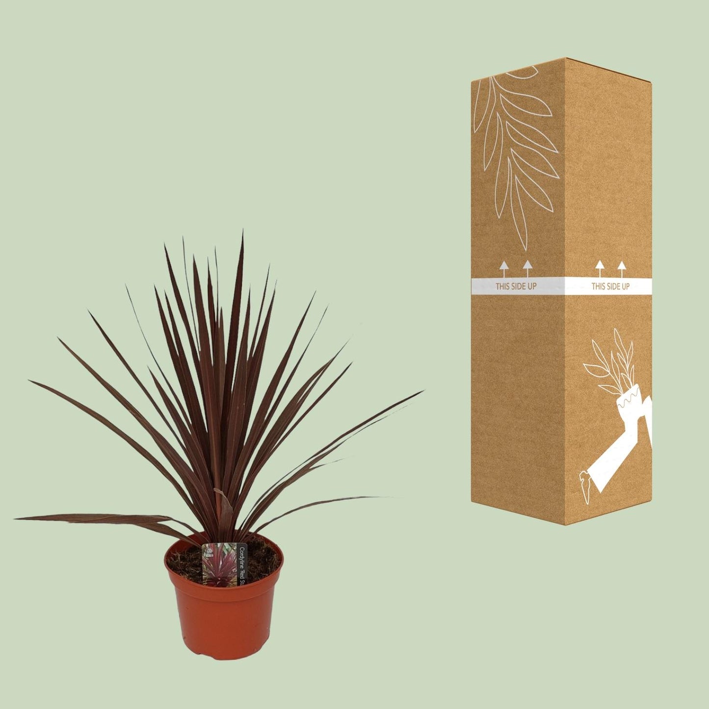 Cordyline Australis Red Star - Ø17cm - ↕60cm - Pflanzfix24