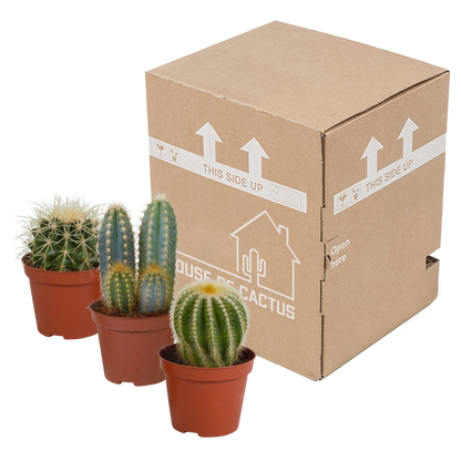 Kakteenmischung 8,5 cm - 3x - zonder pot - Pflanzfix24.de - Pflanzfix24.de