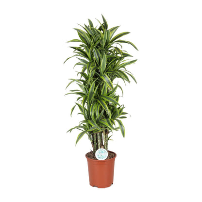 Dracaena Deremensis Lemon Lime - Ø27cm - ↕120cm - Pflanzfix24