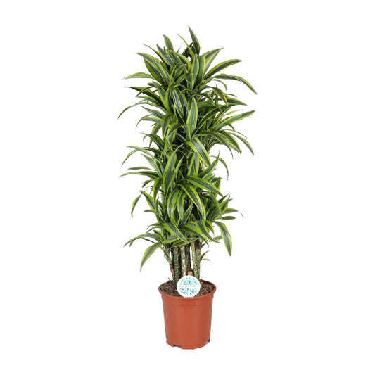 Dracaena Deremensis Lemon Lime - Ø27cm - ↕120cm - Pflanzfix24