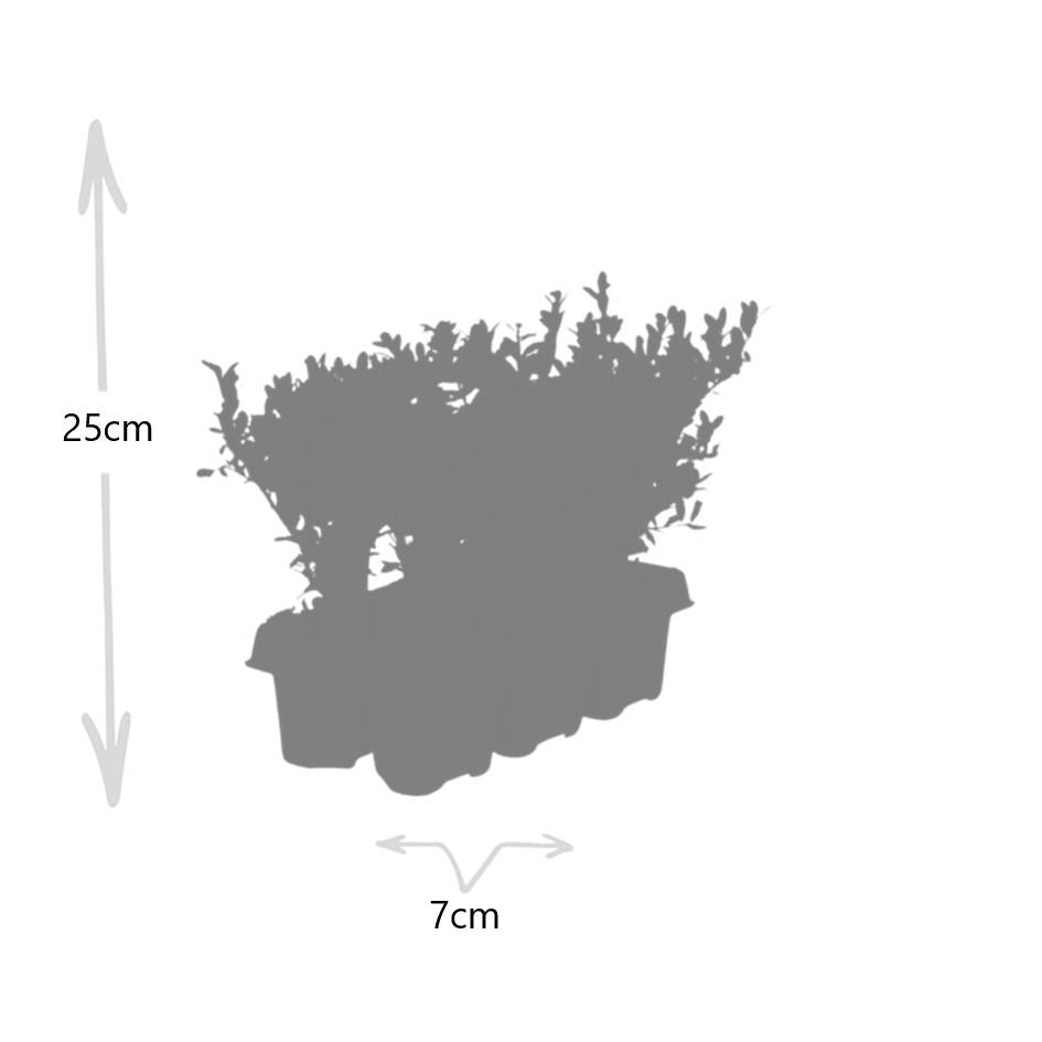 12x Ilex crenata 'Jenny' 15cm – Immergrüne Stechpalme | Pflanzfix24.de - Pflanzfix24.de