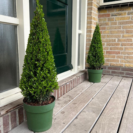 Ilex crenata Pyramide 55 cm Ø21 cm – Immergrün & Pflegeleicht | Pflanzfix24.de - Pflanzfix24.de