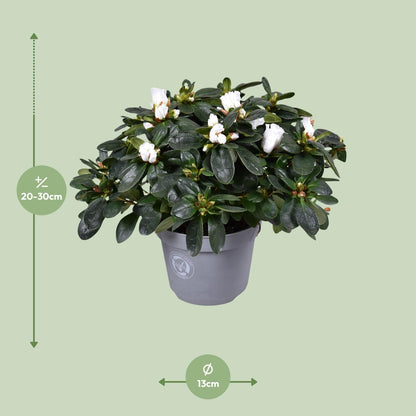 Azalea Witte Vogel - Ø13cm - ↕27cm - Pflanzfix24