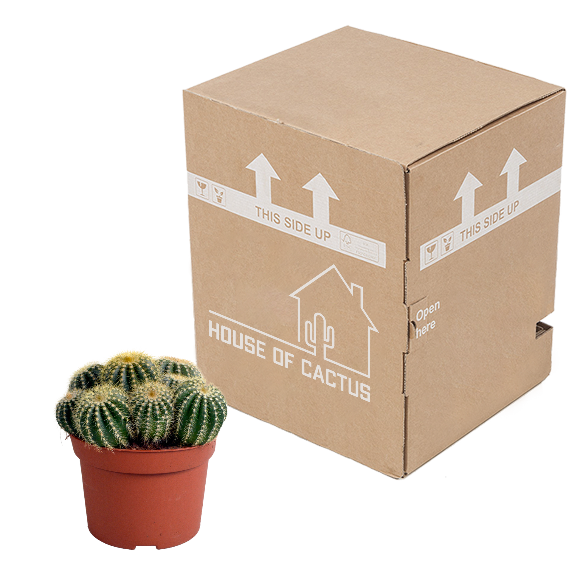 Eriocactus warasii 12cm - Pflanzfix24.de - Pflanzfix24.de