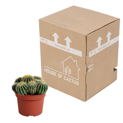 Eriocactus warasii 12cm - Pflanzfix24.de - Pflanzfix24.de