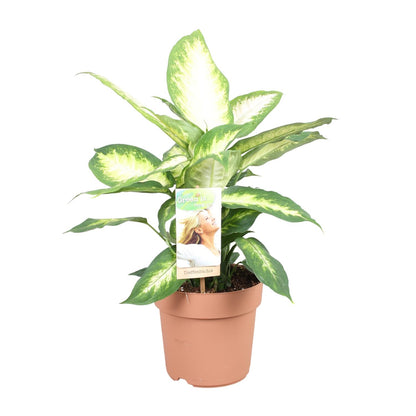 Dieffenbachia Camilla - Ø17cm - pflanzfix24