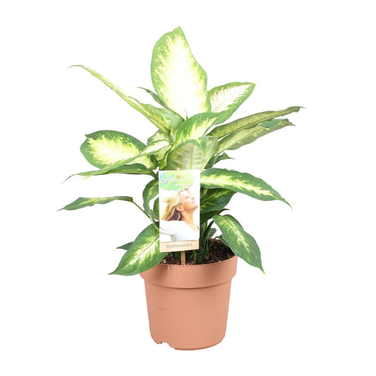 Dieffenbachia Camilla - Ø17cm - pflanzfix24