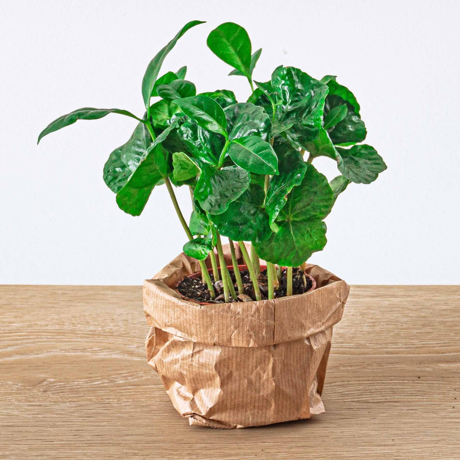 Terrarium-Set Jungle 5 – Coffea, Varen, Palm, Fittonia | Pflanzfix24.de - Pflanzfix24.de