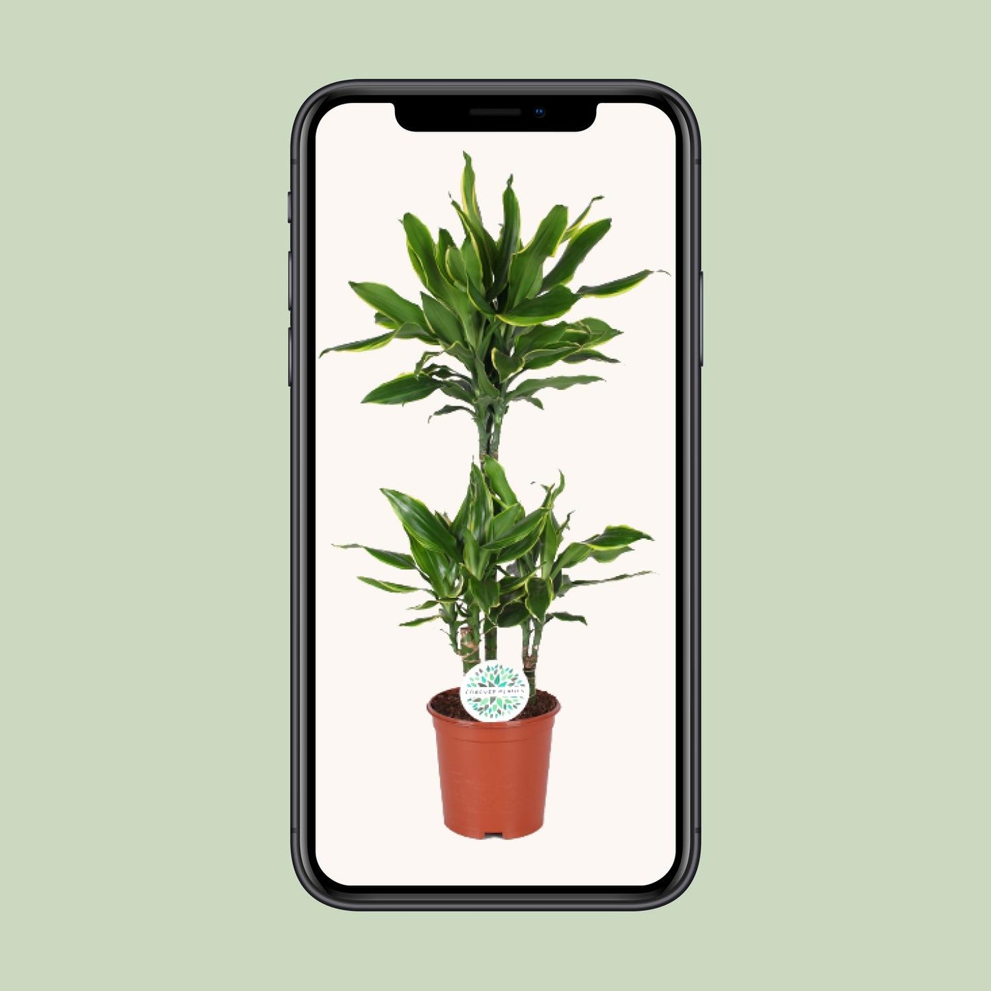 Dracaena Golden Coast - Ø24cm - ↕125cm - Pflanzfix24
