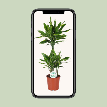 Dracaena Golden Coast - Ø24cm - ↕125cm - Pflanzfix24