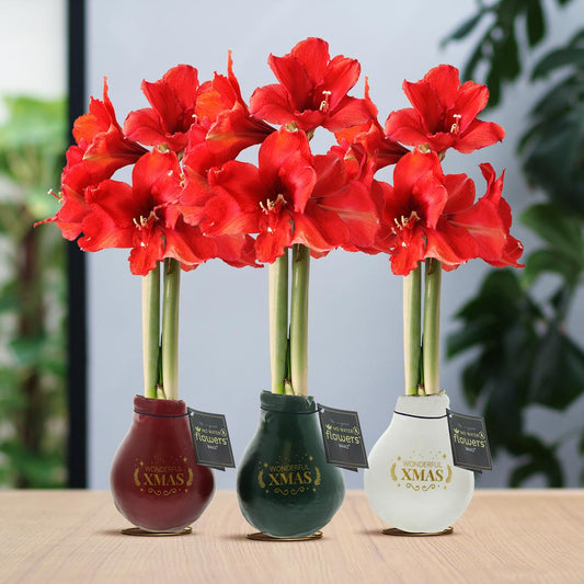 No Water Flowers® (wax amaryllis) | Waxz® Printz 'Wonderful XMAS' Mix (3 pack) + Red flower - Pflanzfix24