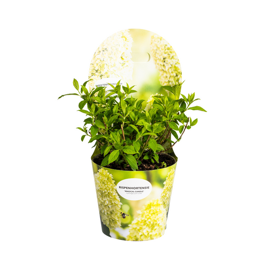 Hydrangea paniculata Magical Candle Potcover - Pflanzfix24