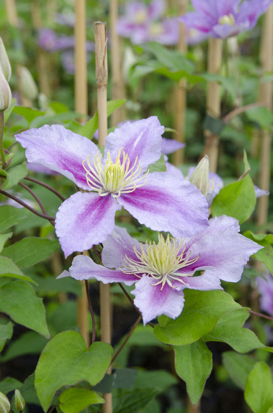 3x Clematis Piilu - ↨65cm - Ø15 - Pflanzfix24
